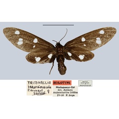 /filer/webapps/moths/media/images/I/inauramacula_Tritonaclia_HT_MNHN.jpg