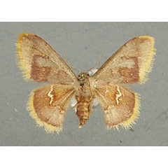 /filer/webapps/moths/media/images/P/purpurascens_Idaea_AF_TMSA.jpg