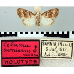 /filer/webapps/moths/media/images/S/sarniensis_Celama_HT_TMSA.jpg
