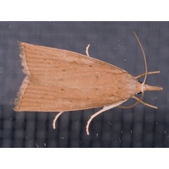 /filer/webapps/moths/media/images/P/paludella_Calamotropha_A_Roland.jpg