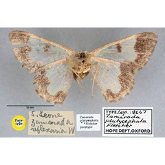 /filer/webapps/moths/media/images/P/platycephala_Zamarada_PT_OUMNH_02.jpg