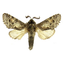 /filer/webapps/moths/media/images/K/kruegeri_Afrikanetz_HT_MWM.jpg