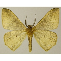 /filer/webapps/moths/media/images/N/neglecta_Hyposidra_AM_ZSMb.jpg
