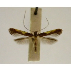 /filer/webapps/moths/media/images/C/celtina_Caloptilia_PT_TMSA5617.jpg