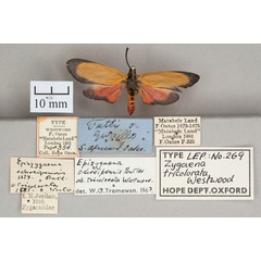 /filer/webapps/moths/media/images/T/tricolorata_Zygaena_HT_OUMNH_01.jpg