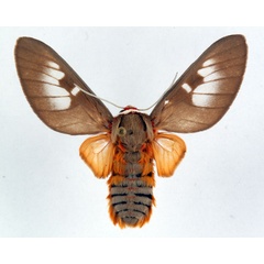 /filer/webapps/moths/media/images/E/elegans_Balacra_AM_Ochse.jpg
