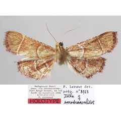 /filer/webapps/moths/media/images/S/sarodranoalis_Zitha_HT_MNHN.jpg