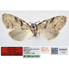 /filer/webapps/moths/media/images/M/mikumi_Nola_HT_NHMO.jpg