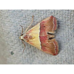 /filer/webapps/moths/media/images/A/anachoresis_Eublemma_A_Voaden.jpg