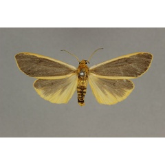 /filer/webapps/moths/media/images/L/latifusca_Acantharctia_LT_BMNH.jpg