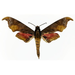 /filer/webapps/moths/media/images/K/karschi_Phylloxiphia_AM_Basquin_02.jpg