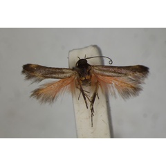 /filer/webapps/moths/media/images/B/bradleyi_Eretmocera_HT_BMNH.jpg
