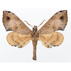 /filer/webapps/moths/media/images/M/mitchelli_Andriasa_AM_Basquin.jpg