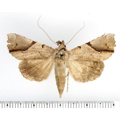 /filer/webapps/moths/media/images/P/pelopsalis_Meliaba_AF_BMNH.jpg