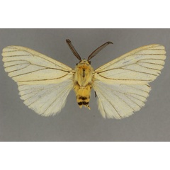 /filer/webapps/moths/media/images/N/neuriastis_Estigmene_HT_BMNH.jpg