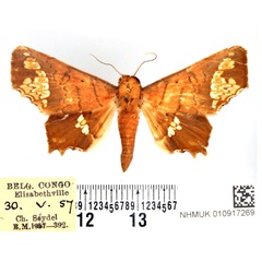/filer/webapps/moths/media/images/P/pyrocausta_Episparis_AF_BMNH.jpg
