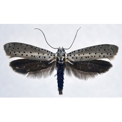 /filer/webapps/moths/media/images/F/fumigatus_Yponomeuta_AM_NHMO.jpg