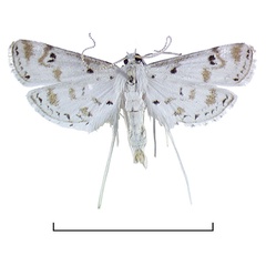 /filer/webapps/moths/media/images/S/stagnalis_Parapoynx_AM_BMNH.jpg