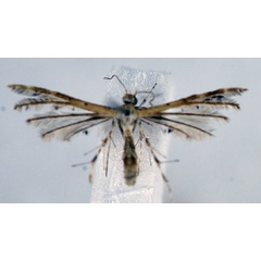 /filer/webapps/moths/media/images/S/subtilis_Megalorhipida_A_NHMO_02.jpg