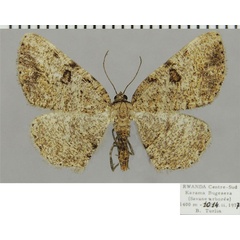 /filer/webapps/moths/media/images/P/petronaria_Obolcola_AF_ZSMa.jpg