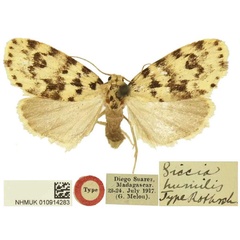 /filer/webapps/moths/media/images/H/humilis_Siccia_HT_BMNH.jpg
