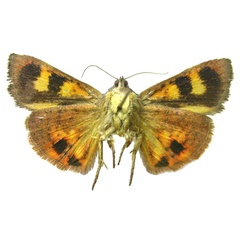 /filer/webapps/moths/media/images/M/maldivesa_Hyblaea_HT_ZSMb.jpg