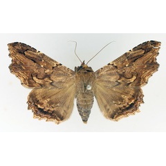 /filer/webapps/moths/media/images/A/alope_Lacera_AF_TMSA_02.jpg