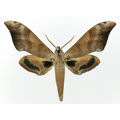 /filer/webapps/moths/media/images/G/grandidieri_Dargeclanis_AM_Basquin.jpg