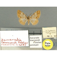 /filer/webapps/moths/media/images/T/townsendi_Zamarada_PT_TMSA.jpg