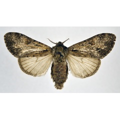 /filer/webapps/moths/media/images/P/pluto_Laelia_AF_NHMO.jpg