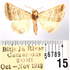 /filer/webapps/moths/media/images/O/orthogramma_Eublemma_AM_BMNH.jpg