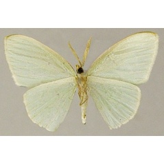 /filer/webapps/moths/media/images/L/leuconeura_Comostolopsis_AM_ZSMb.jpg