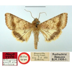 /filer/webapps/moths/media/images/A/afra_Helicoverpa_HT_BMNH.jpg