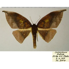 /filer/webapps/moths/media/images/A/anomalus_Plegapteryx_AF_ZSM.jpg