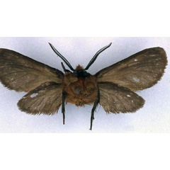 /filer/webapps/moths/media/images/H/haematricha_Metarctia_HT_BMNH_02.jpg