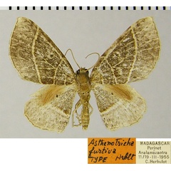 /filer/webapps/moths/media/images/F/furtiva_Asthenotricha_HT_ZSMa.jpg
