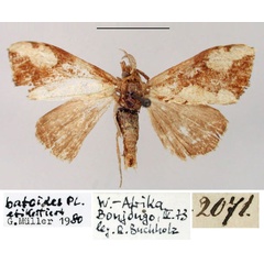 /filer/webapps/moths/media/images/B/batoides_Euproctis_HT_ZMHB.jpg