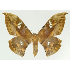 /filer/webapps/moths/media/images/F/fang_Orthogonioptilum_AF_Basquin.jpg