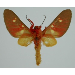 /filer/webapps/moths/media/images/D/decora_Balacra_ST_BMNH_02.jpg