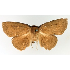 /filer/webapps/moths/media/images/A/albilinea_Ugia_AF_TMSA.jpg