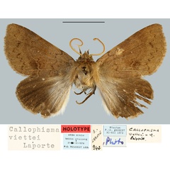 /filer/webapps/moths/media/images/V/viettei_Callophisma_HT_MNHN.jpg
