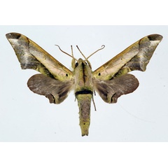 /filer/webapps/moths/media/images/R/rhadamistus_Oplerclanis_AM_Basquin_02.jpg
