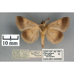 /filer/webapps/moths/media/images/L/laniata_Plecoptera_ST_OUMNH_02.jpg