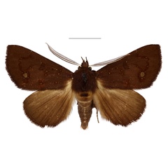 /filer/webapps/moths/media/images/E/ennomoides_Platyja_HT_BMNH.jpg