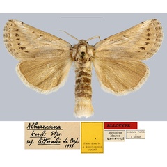 /filer/webapps/moths/media/images/L/littoralis_Albarracina_AT_MNHN.jpg