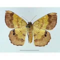 /filer/webapps/moths/media/images/L/leucicolor_Petrodava_AF_TMSA.jpg