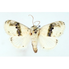 /filer/webapps/moths/media/images/L/luxuriosa_Afraltha_AF_TMSA.jpg