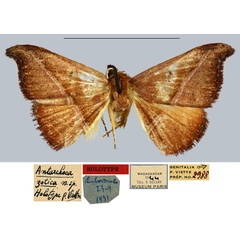 /filer/webapps/moths/media/images/Z/zotica_Antarchaea_HT_MNHN.jpg