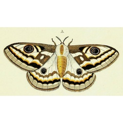 /filer/webapps/moths/media/images/A/apollonia_Heniocha_Cramer3_250_A.jpg