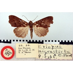 /filer/webapps/moths/media/images/N/nigrosticta_Eriopus_HT_BMNH.jpg